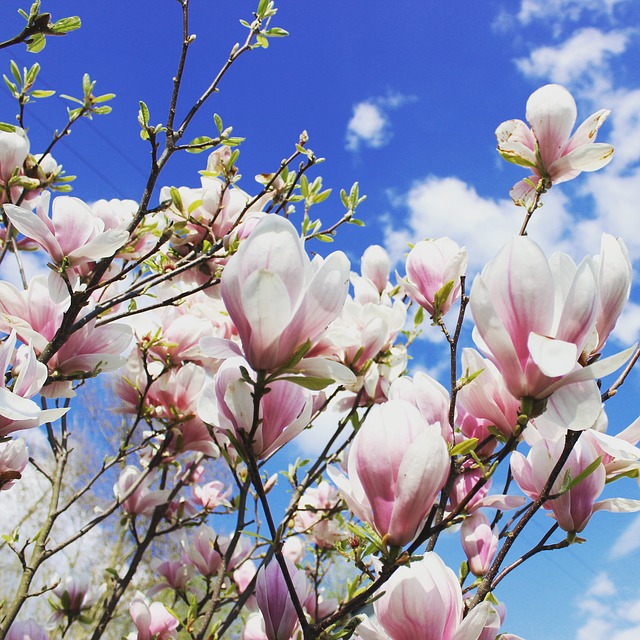 spring meditation