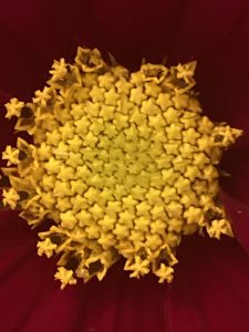 cosmos flower